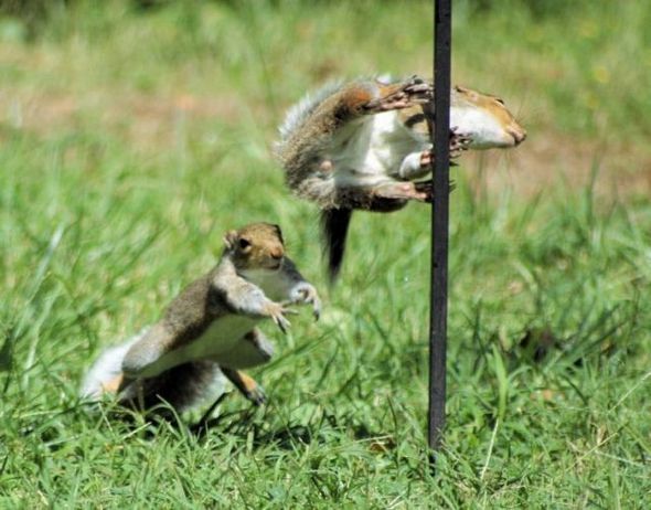 Funny-Fight-Animals-Squirrels-Fighting.jpg